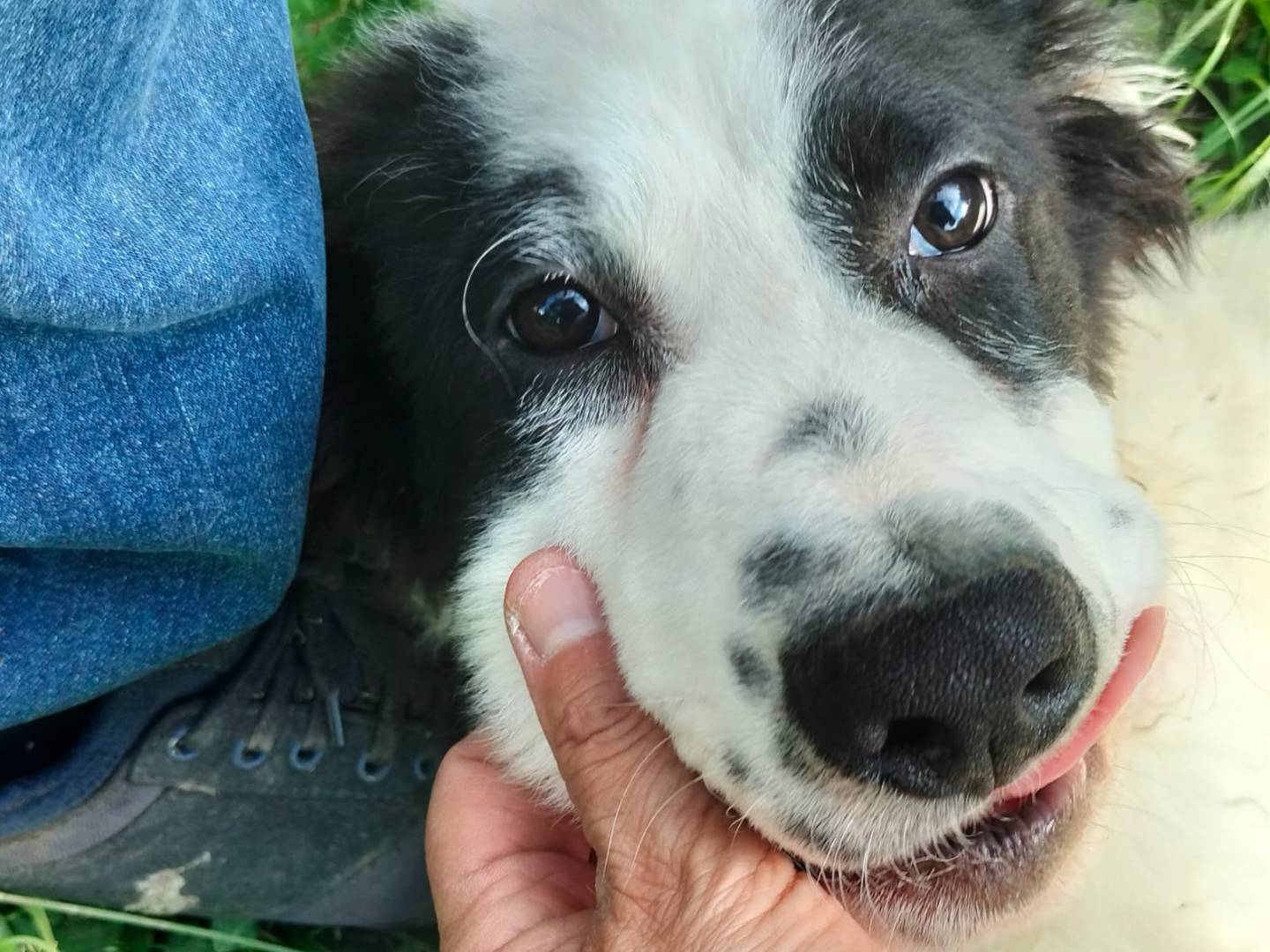 Vuoi adottare un cane a Frosinone?
