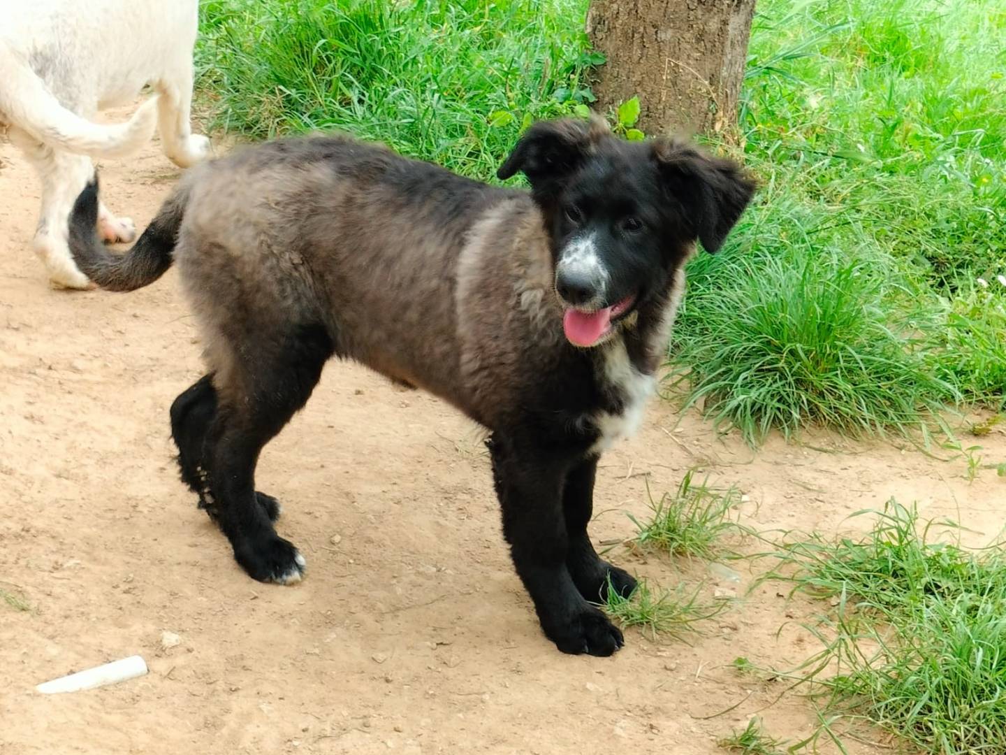 Adotta un cane, femmina, 6 mesi, Frosinone