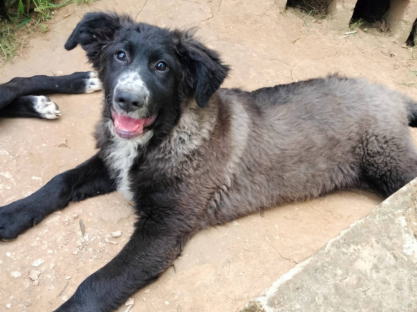 Adotta un cane, taglia media, femmina, Frosinone