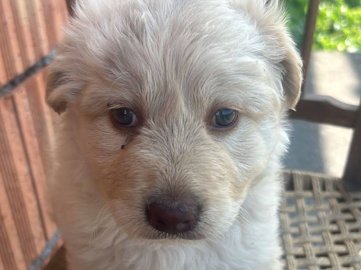 Vuoi adottare un cane a Bergamo?