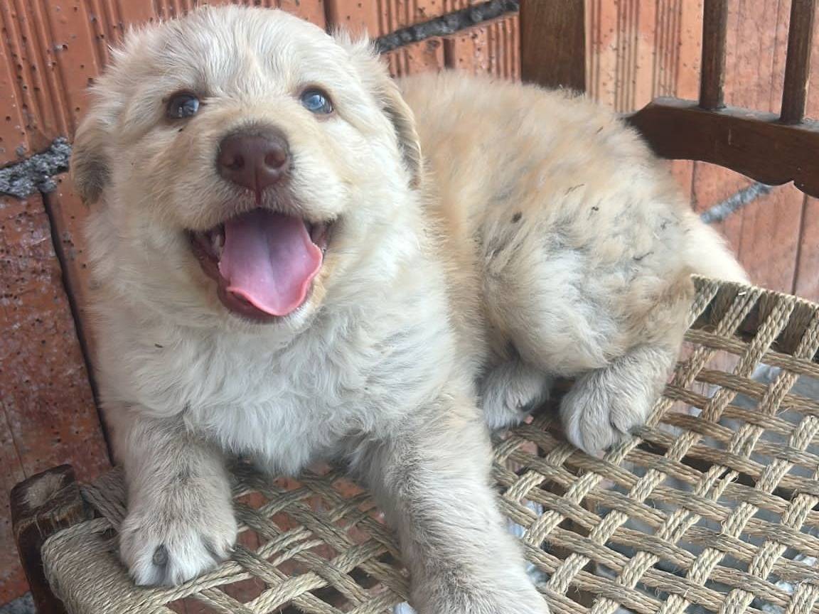 Adotta un cane, maschio, 2 mesi, Bergamo
