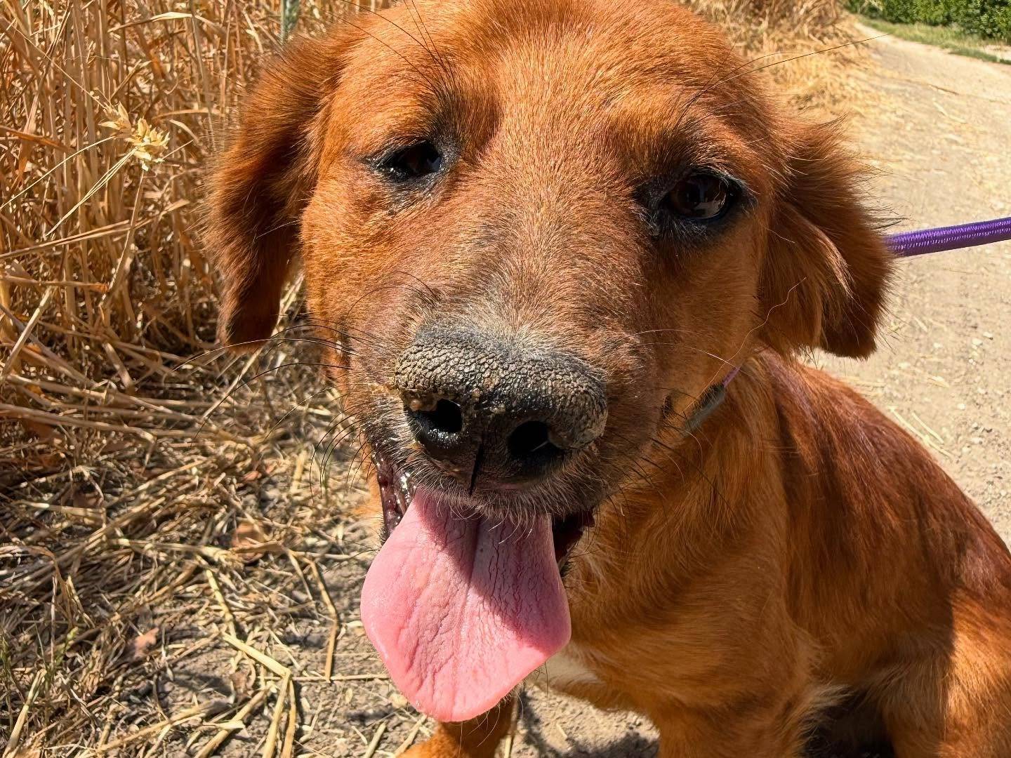 Adotta un cane, maschio, 11 mesi, Matera