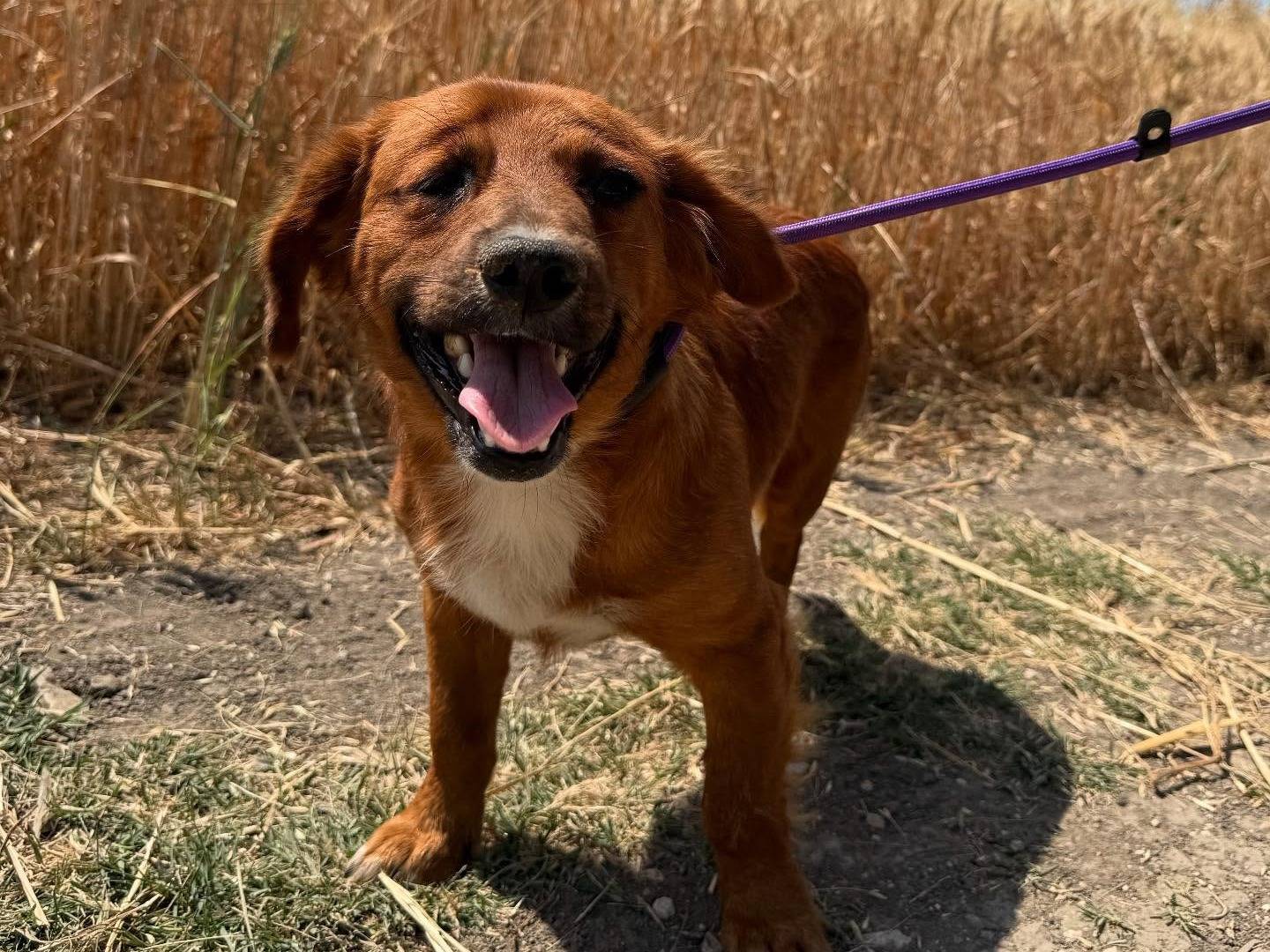 Vuoi adottare un cane a Matera?
