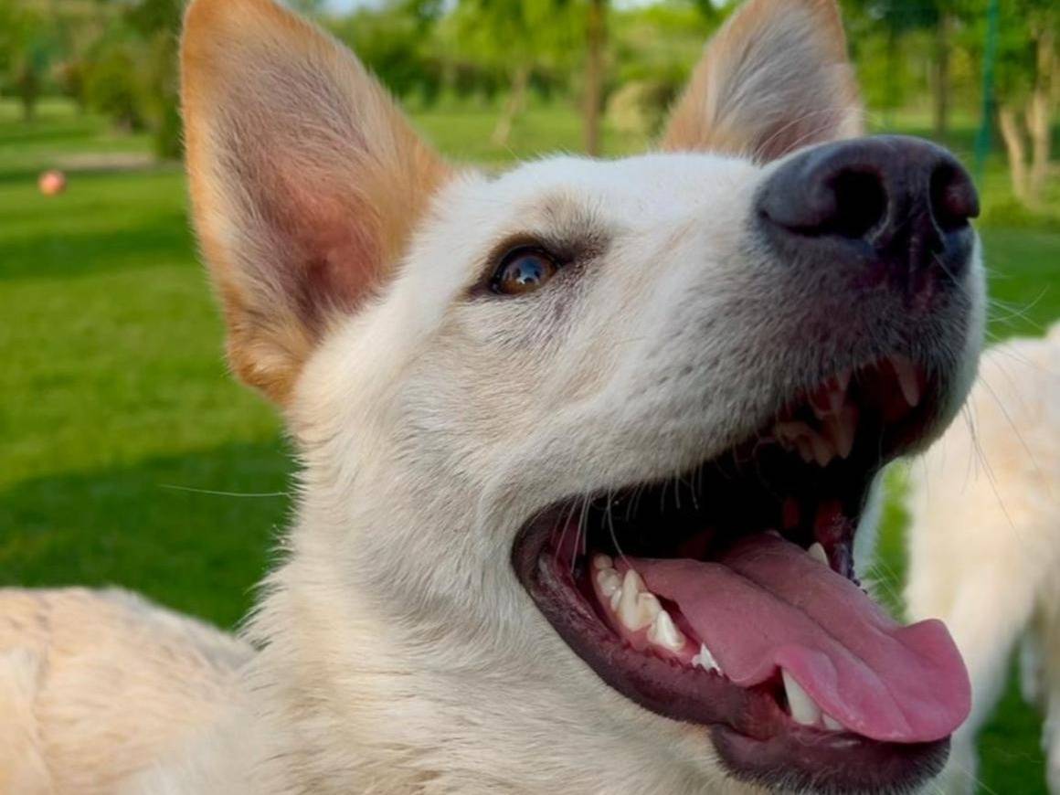 Adotta un cane, maschio, 1 anno e 3 mesi , Parma