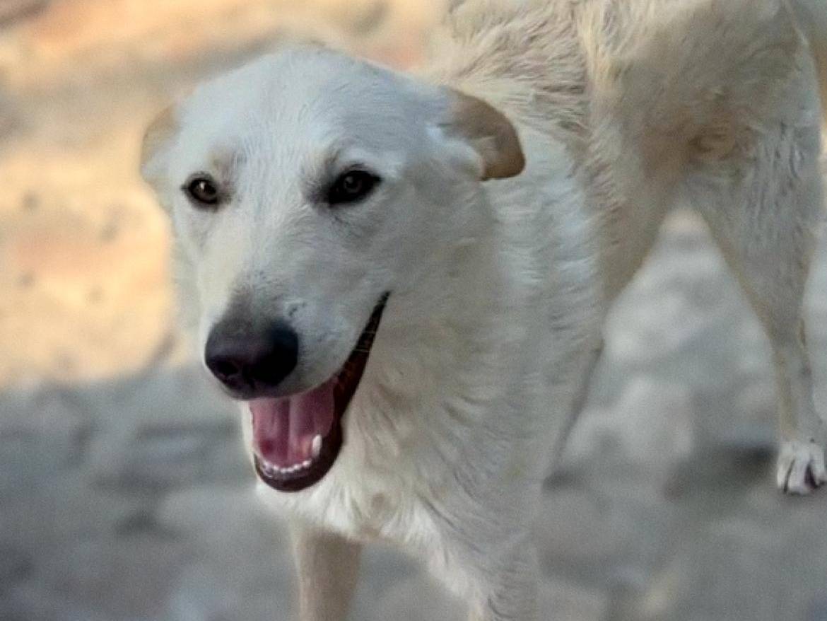 Vuoi adottare un cane a Parma?