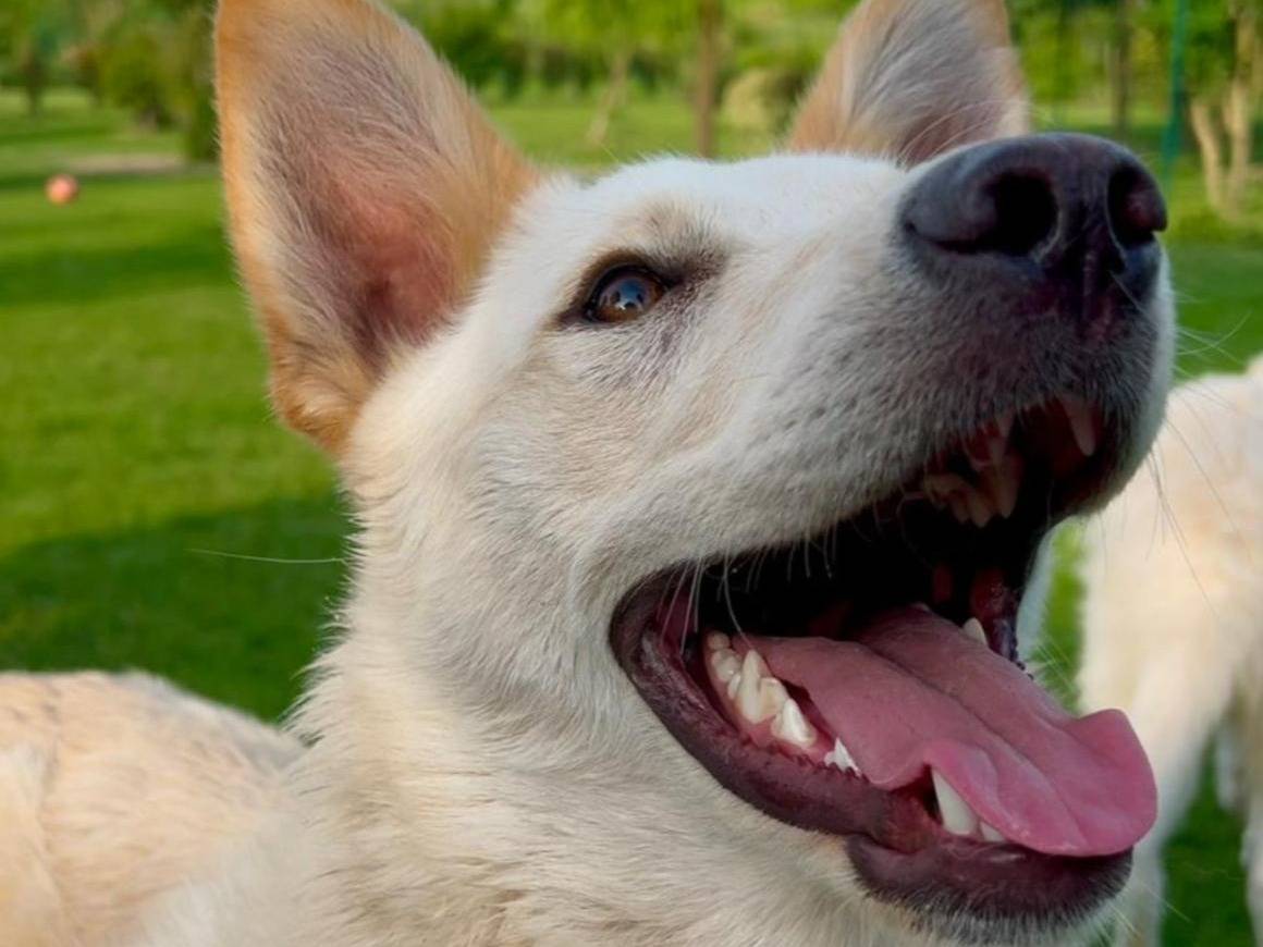 Adotta un cane, taglia media, maschio, Parma