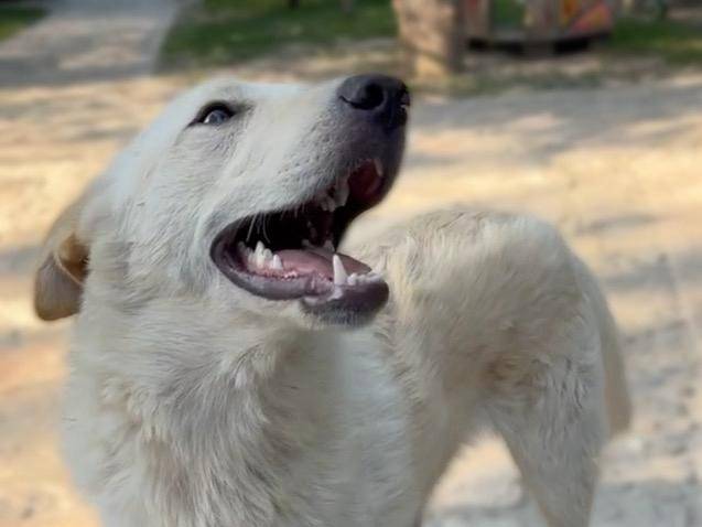 Vuoi adottare un cane a Parma?