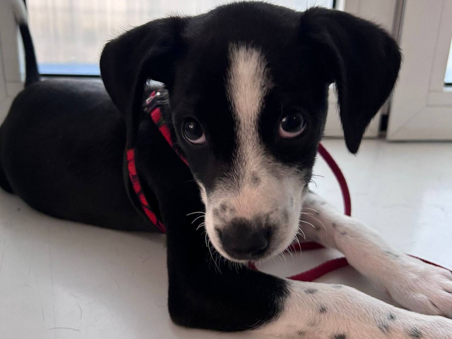 Adozione cane, maschio, Razza sconosciuta Razza sconosciuta, 7 mesi, taglia media contenuta, Frosinone