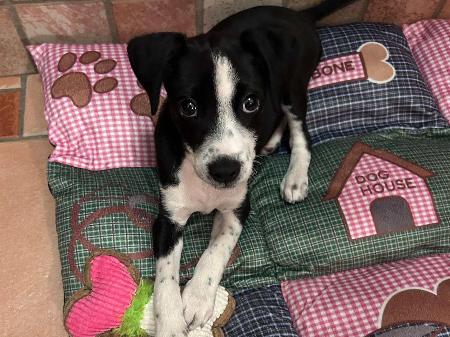 Adotta un cane, maschio, 7 mesi, Frosinone