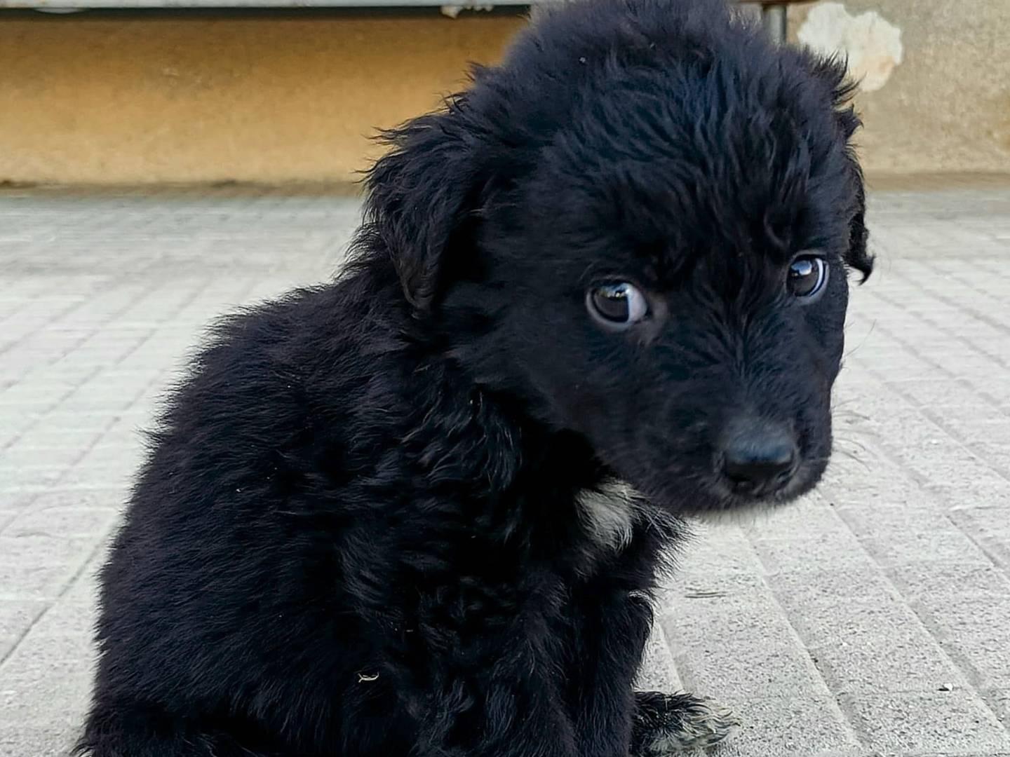 Adotta un cane, taglia media, maschio, Palermo