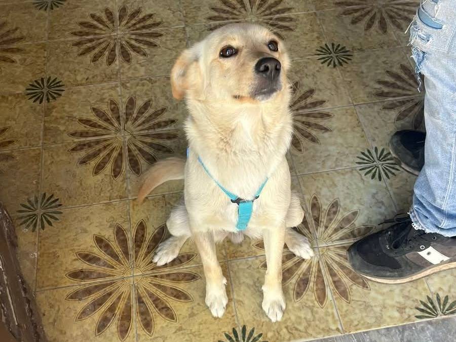 Foto 2 dell'animale