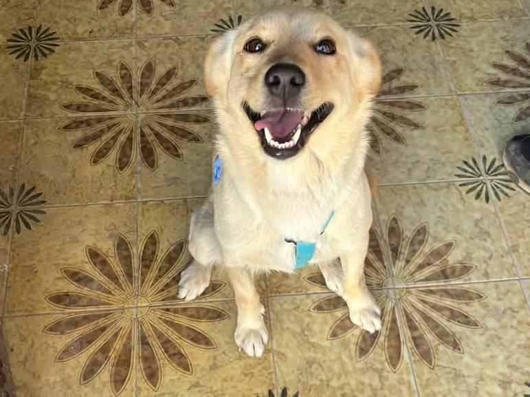 Adotta un cane, taglia piccola, femmina, Caserta