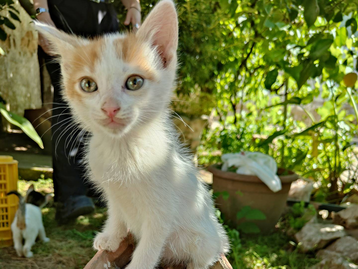 Adotta un gatto, maschio, 2 mesi, Caserta