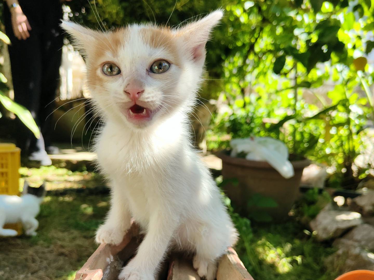 Adotta un gatto, taglia non valida, maschio, Caserta