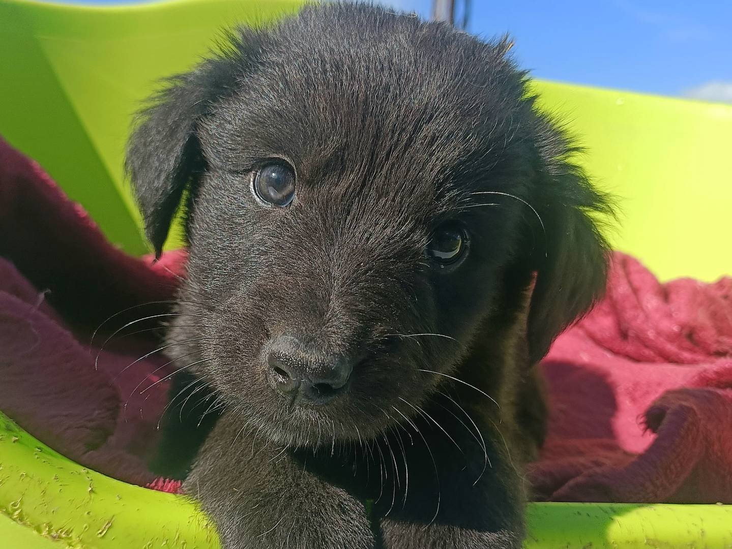 Vuoi adottare un cane a Palermo?