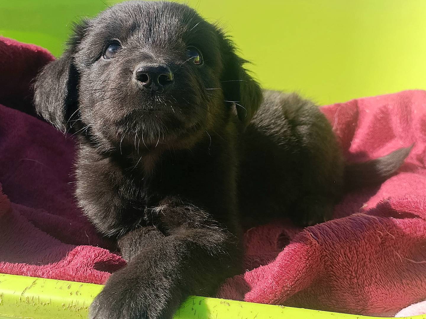 Adotta il cane Redbull a Palermo