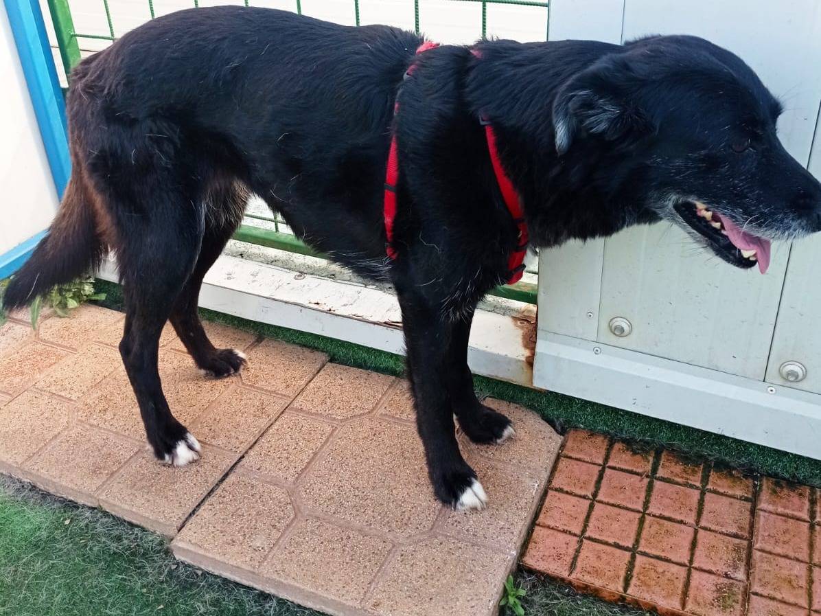 Vuoi adottare un cane a Cosenza?