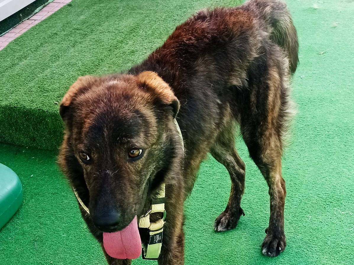 Adotta un cane, maschio, 3 anni  e 2 mesi , Cosenza