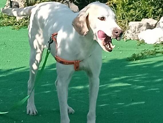 Adotta un cane, maschio, 5 anni  e 7 mesi , Cosenza
