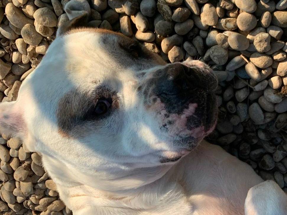 Adotta un cane, maschio, 7 anni  e 9 mesi , Milano