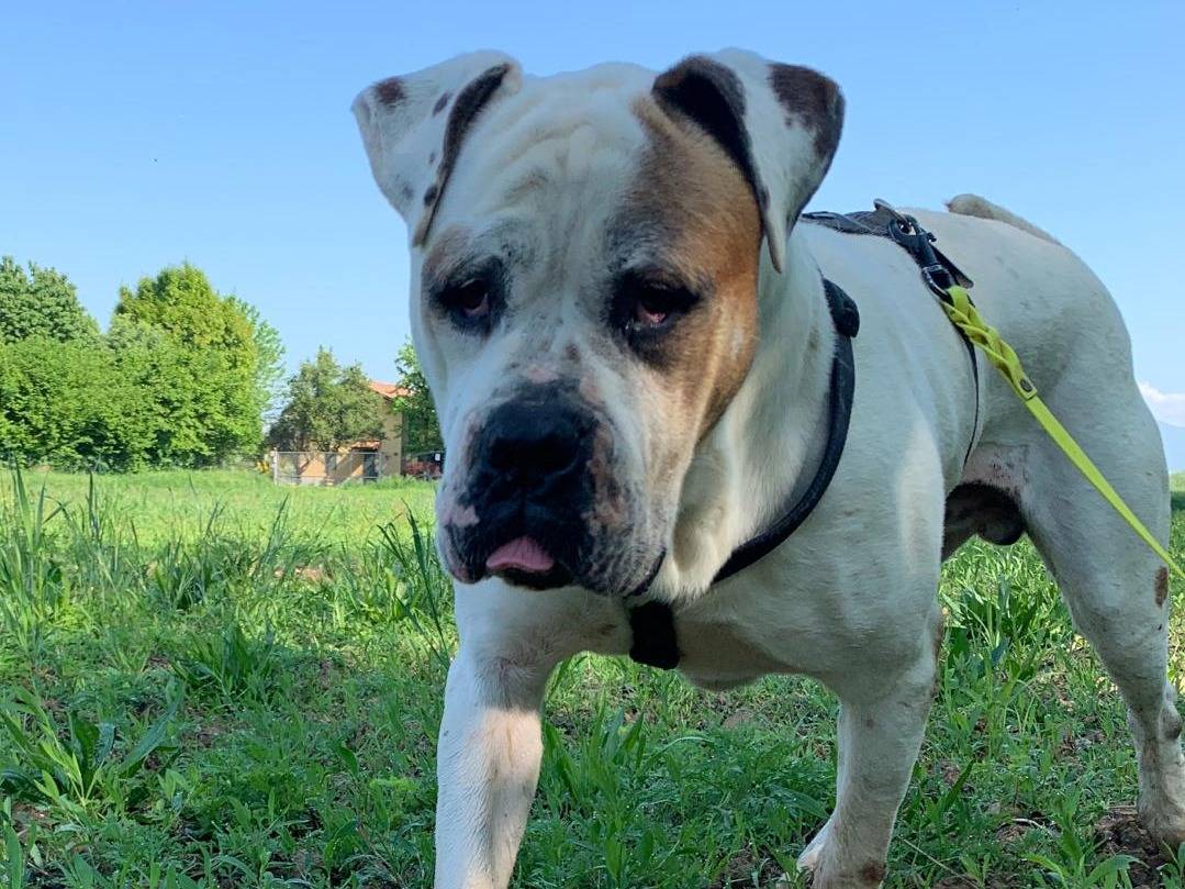 Adotta il cane Ben a Milano