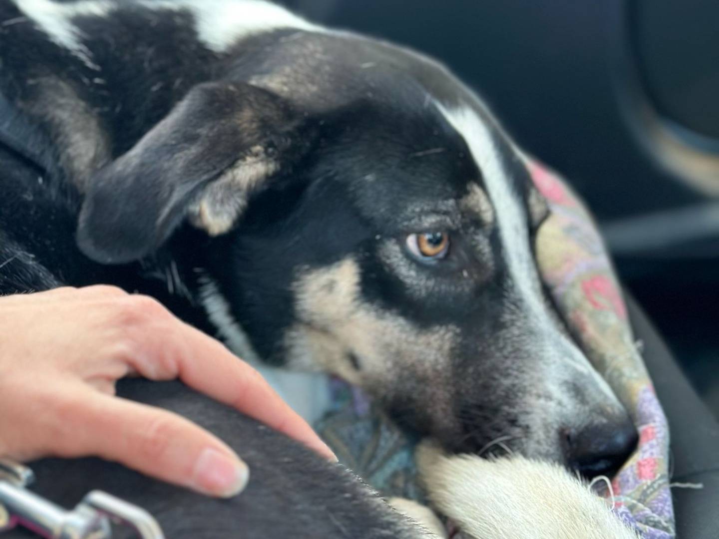 Adotta un cane, femmina, 2 anni  e 4 mesi , Milano