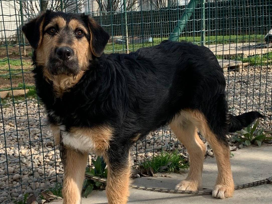 Vuoi adottare un cane a Milano?