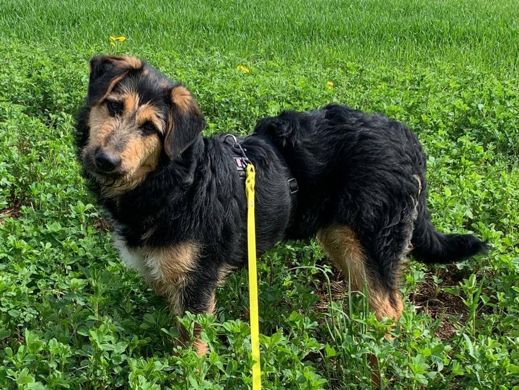 Adotta il cane Pachi a Milano