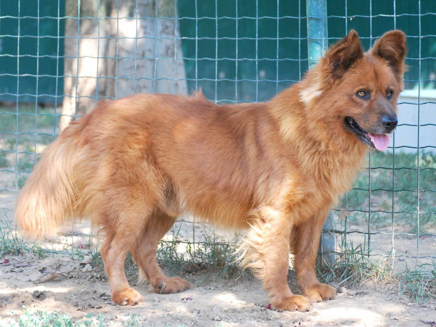 Adotta un cane, maschio, 5 anni  e 9 mesi , Milano
