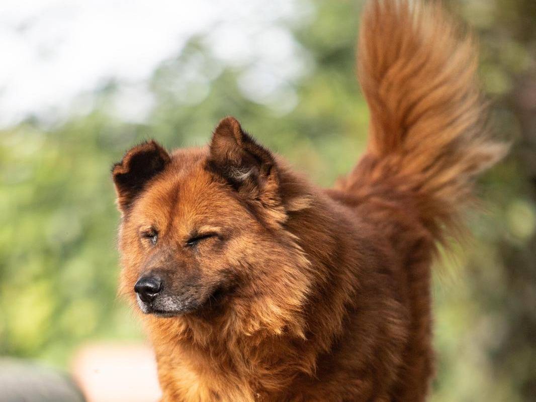 Adotta il cane Boris a Milano