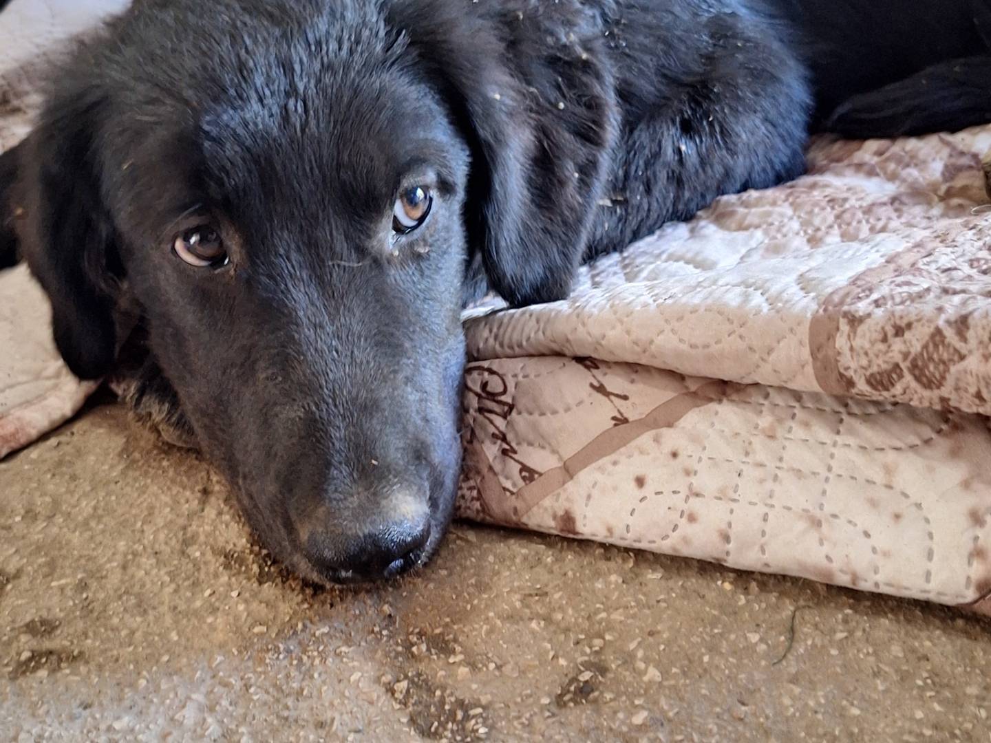 Adotta un cane, femmina, 4 mesi, Napoli