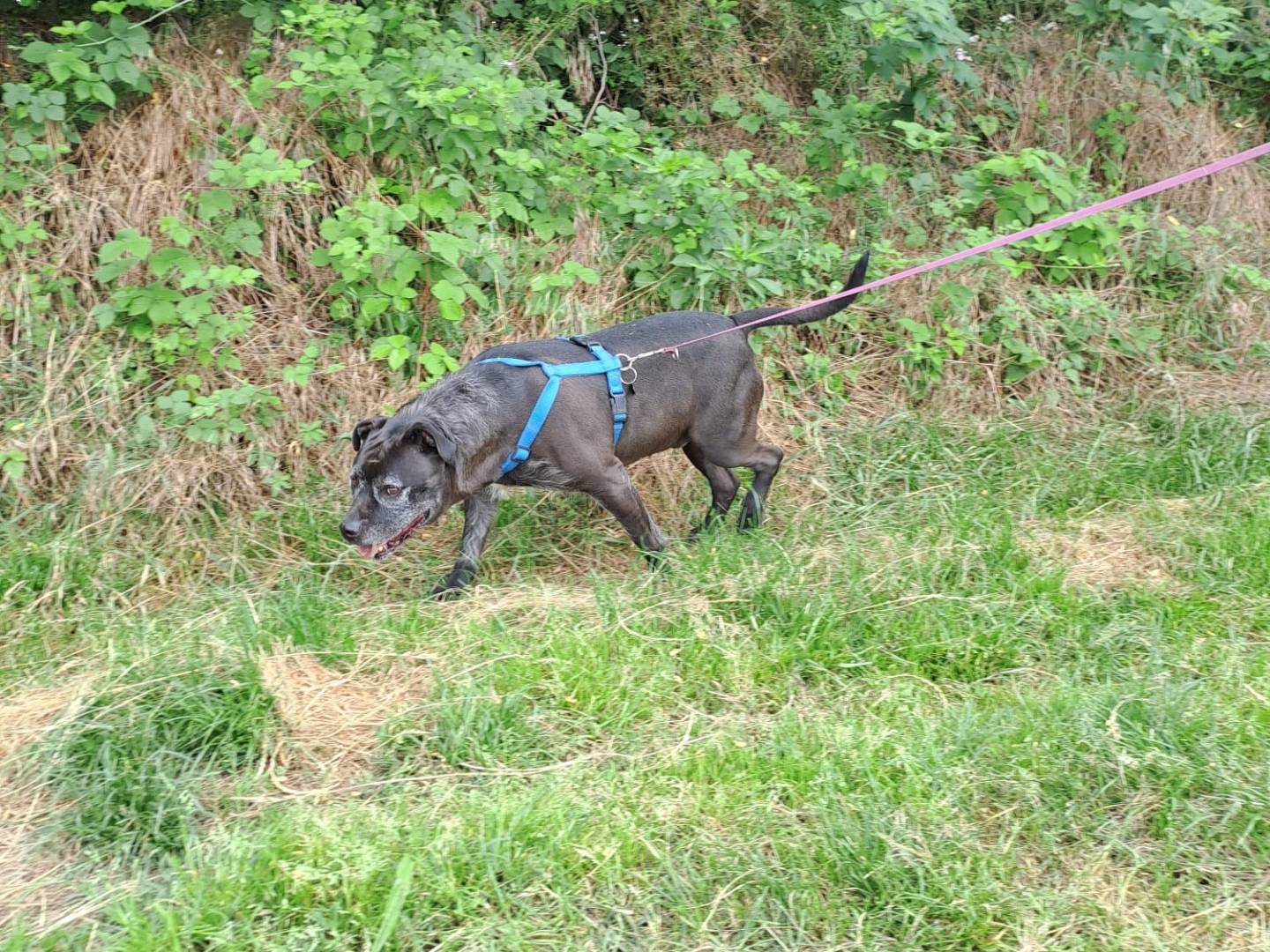 Vuoi adottare un cane a Milano?