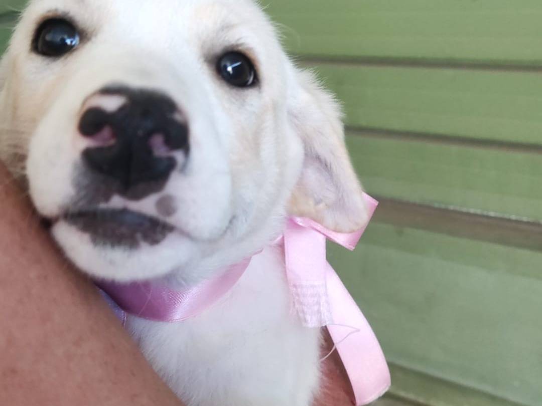 Adotta un cane, femmina, 1 mesi, Napoli