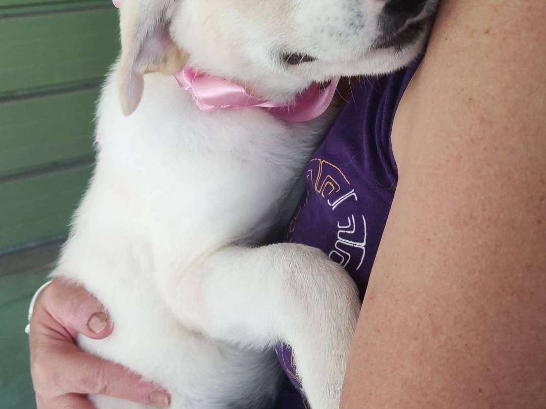Adotta un cane, taglia media, femmina, Napoli