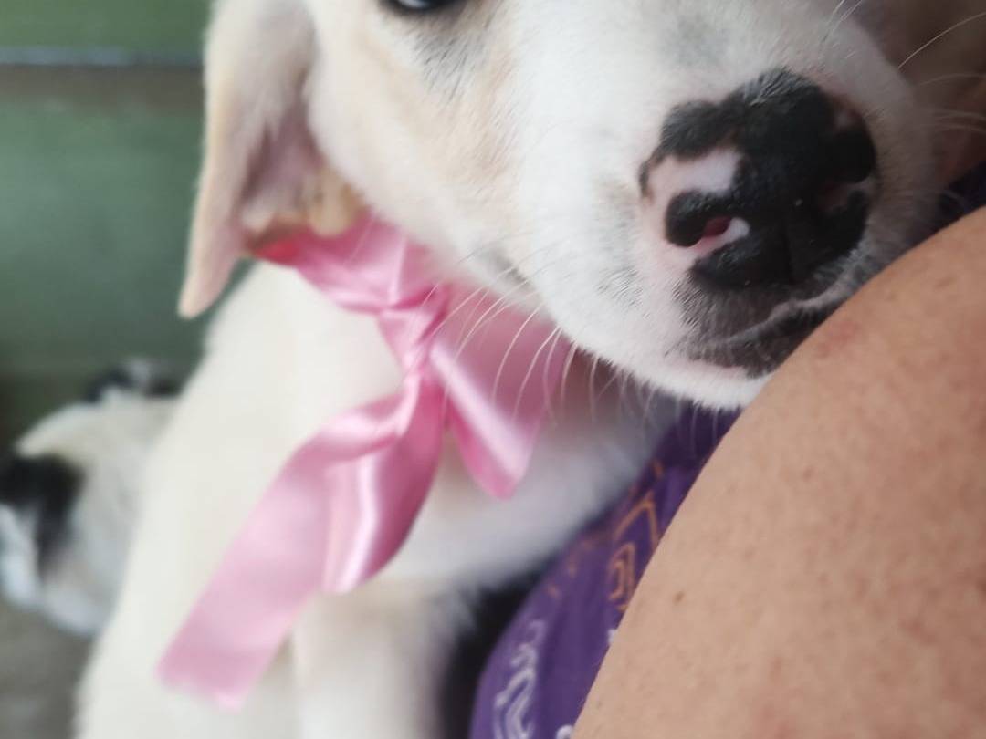 Vuoi adottare un cane a Napoli?