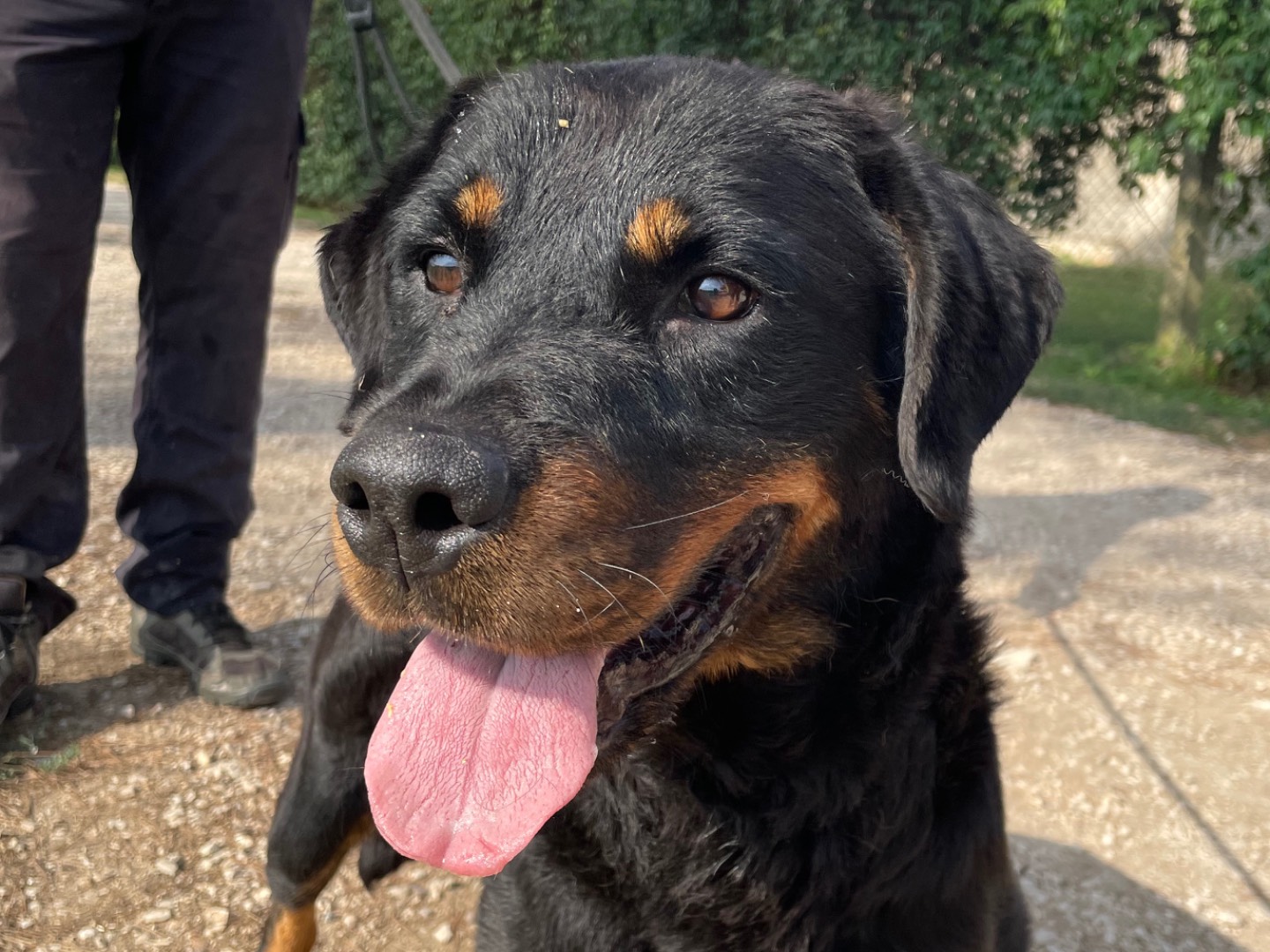 Adozione cane, femmina, Rottweiler Razza sconosciuta, 5 anni e 4 mesi, taglia media, Latina