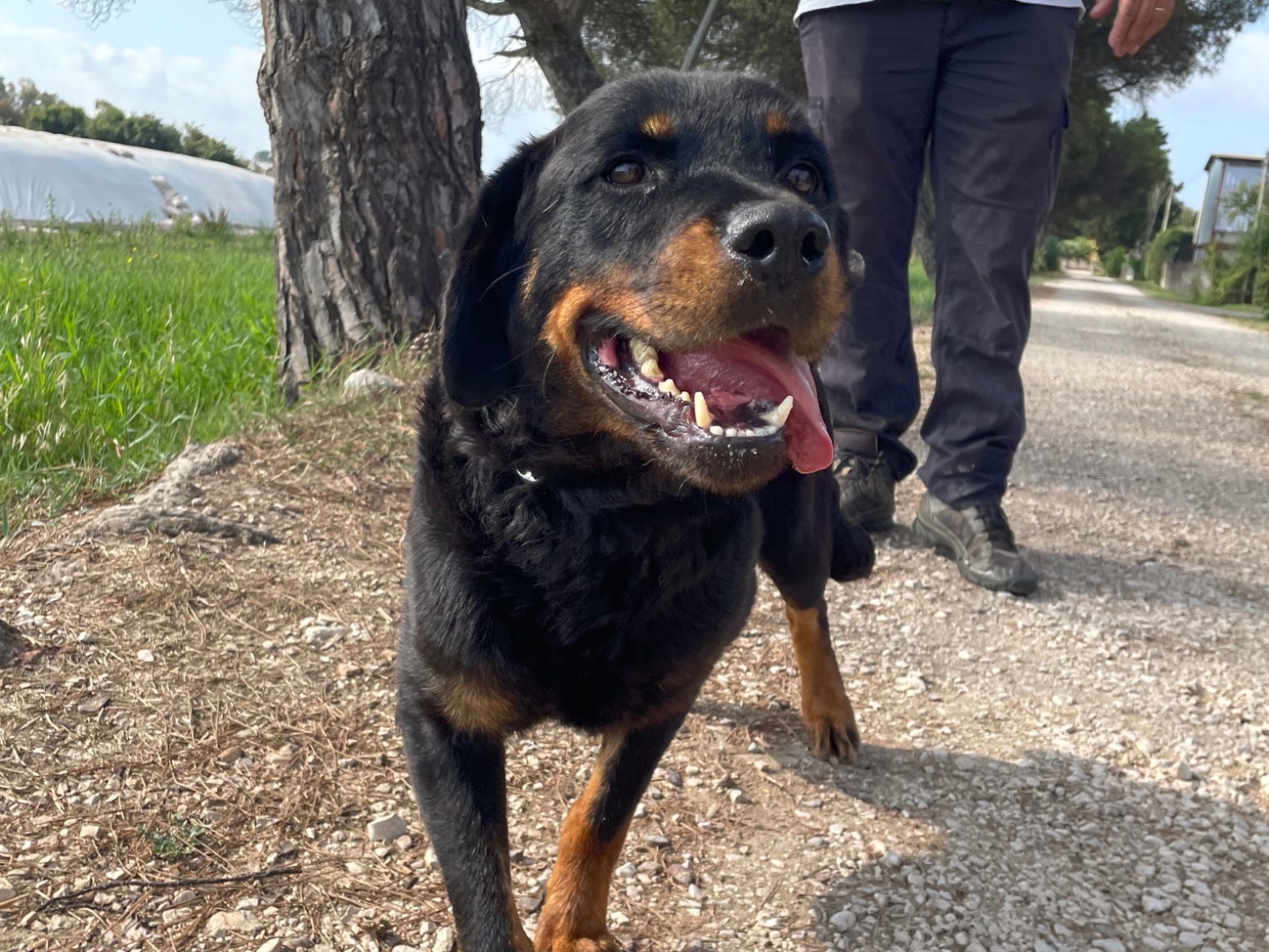 Adotta un cane, femmina, 5 anni e 4 mesi, Latina