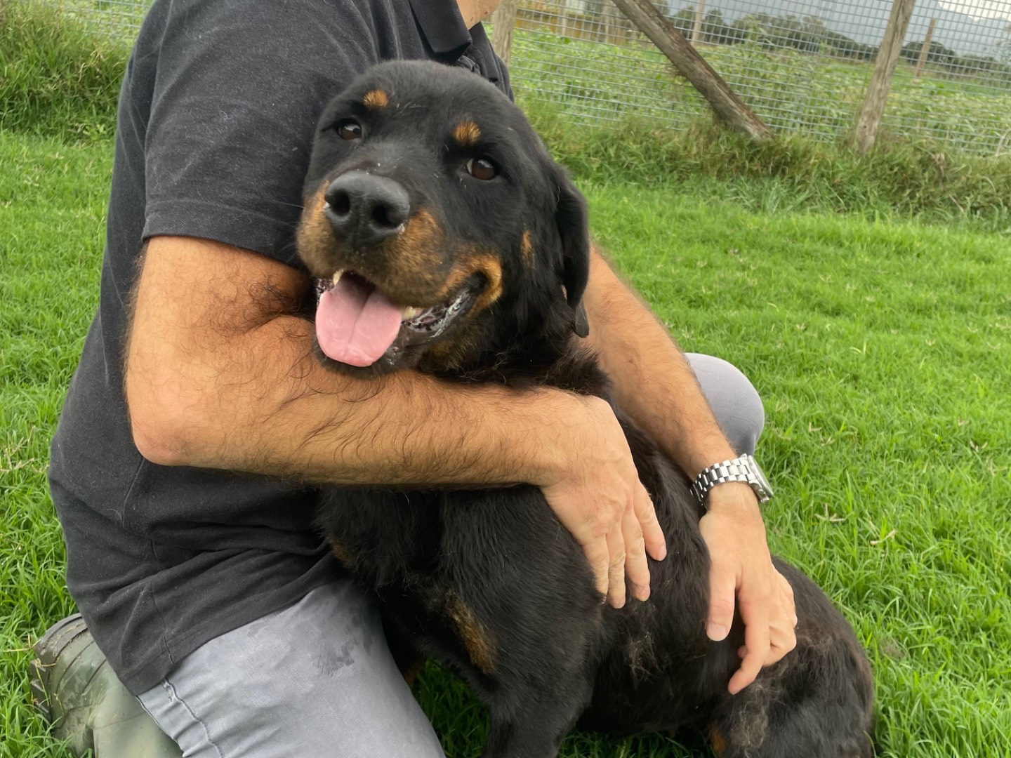 Adotta un cane, taglia media, femmina, Latina