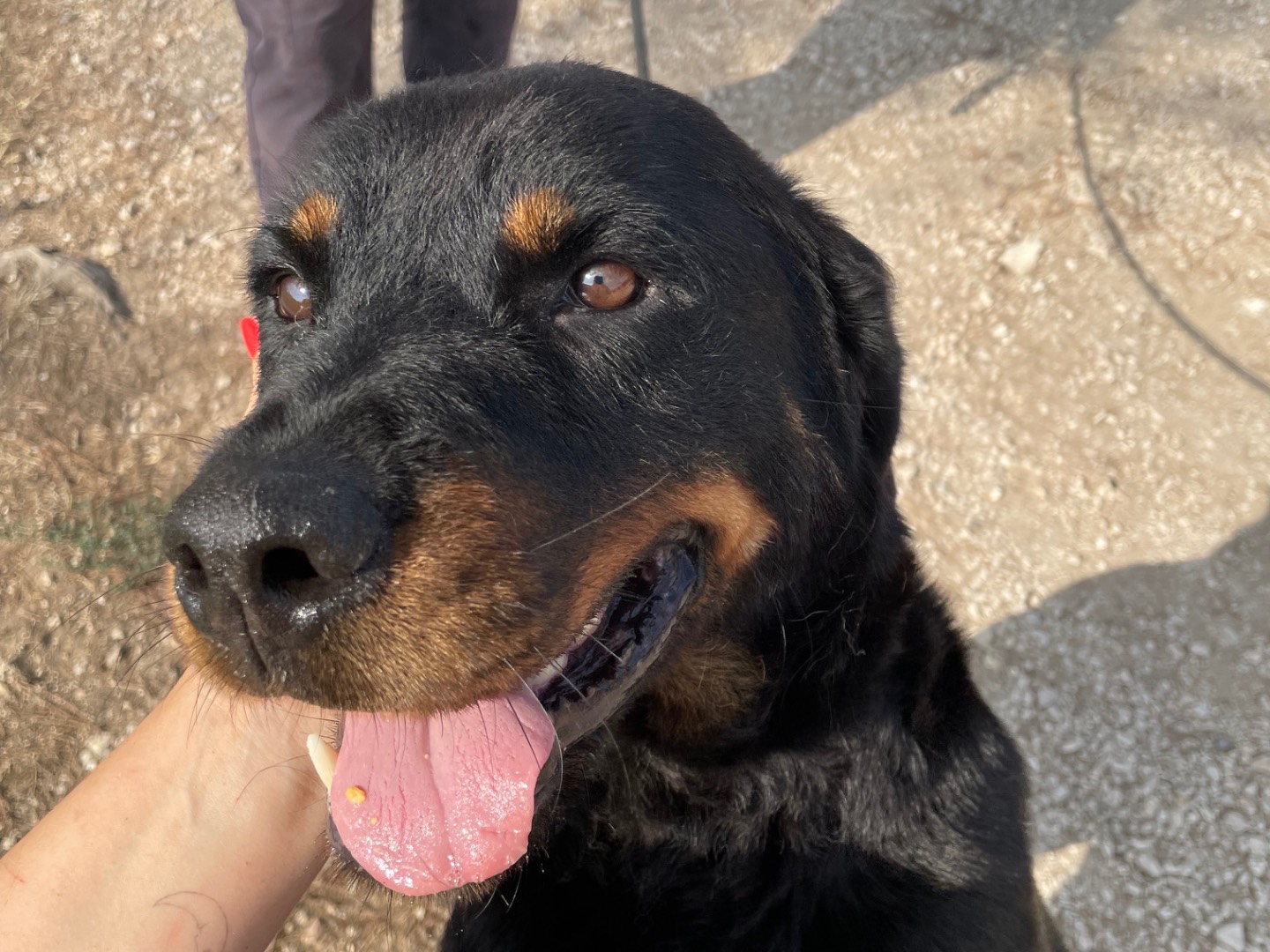 Vuoi adottare un cane a Latina?