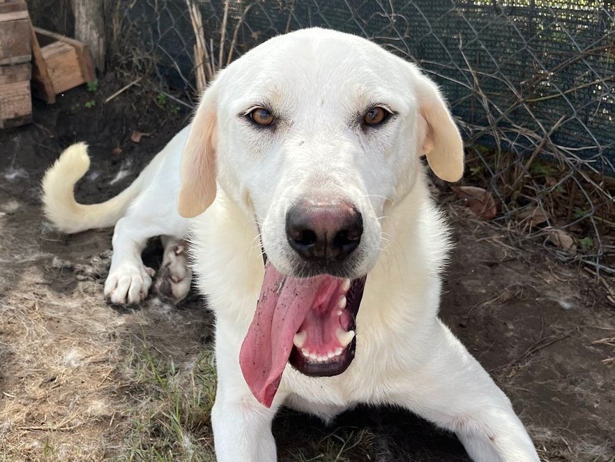 Adotta un cane, maschio, 1 anno e 11 mesi , Latina