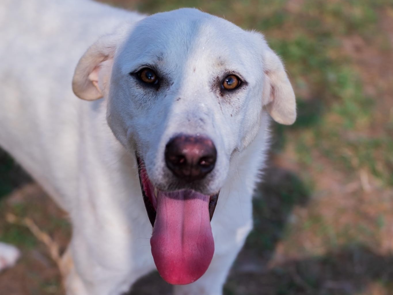 Adotta un cane, taglia media, maschio, Latina