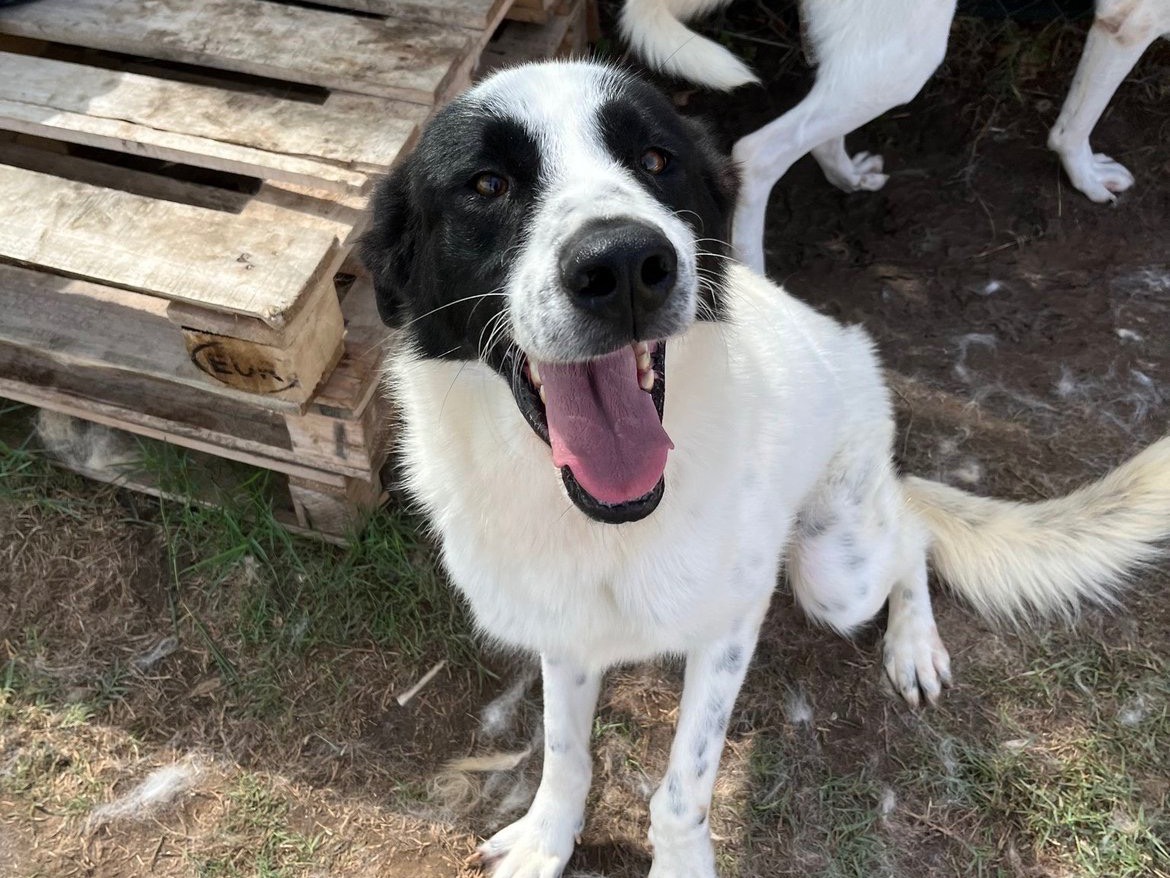 Adotta un cane, maschio, 2 anni e 5 mesi, Latina