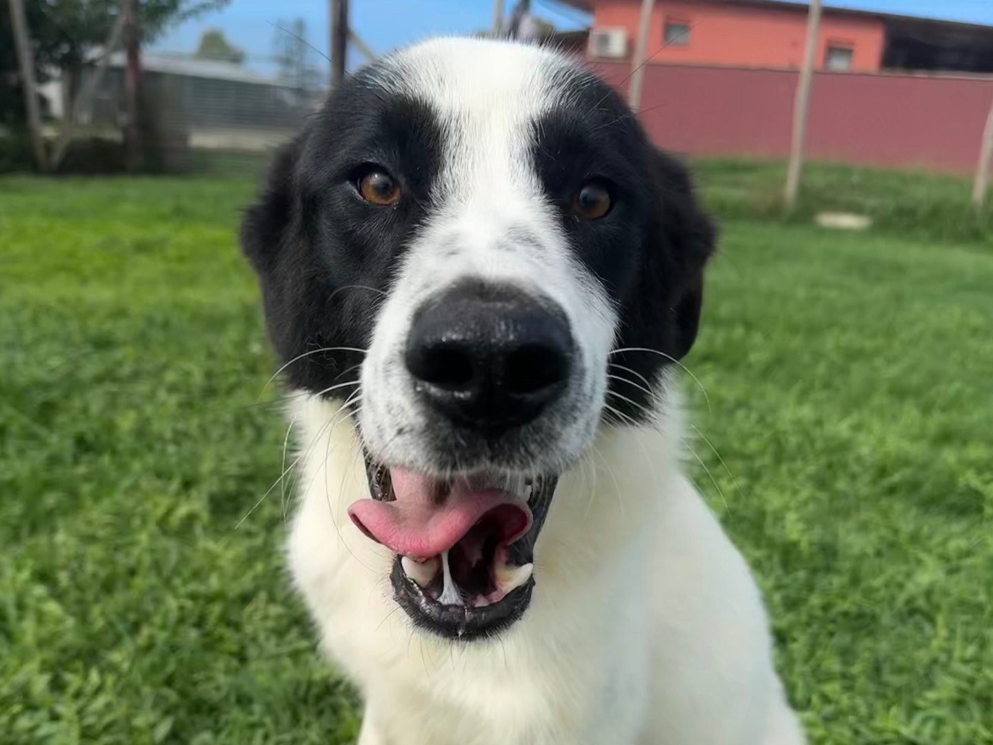 Adotta un cane, taglia media, maschio, Latina