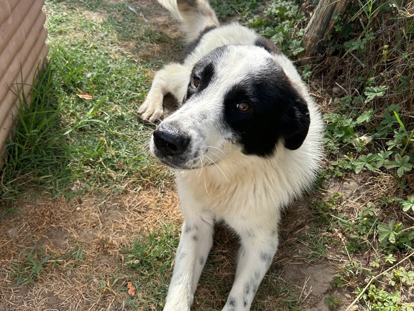 Vuoi adottare un cane a Latina?