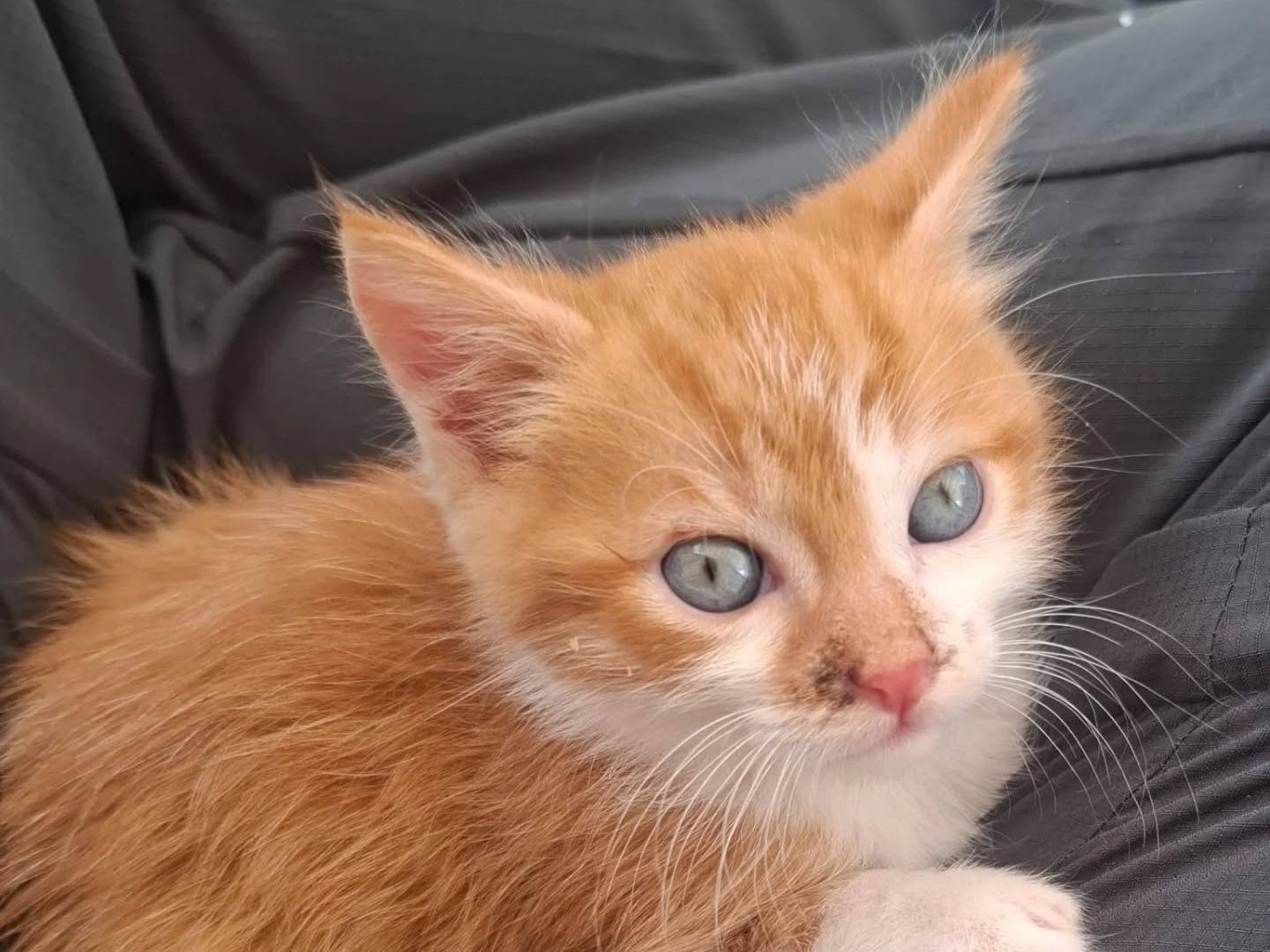 Adotta un gatto, maschio, 2 mesi, Latina