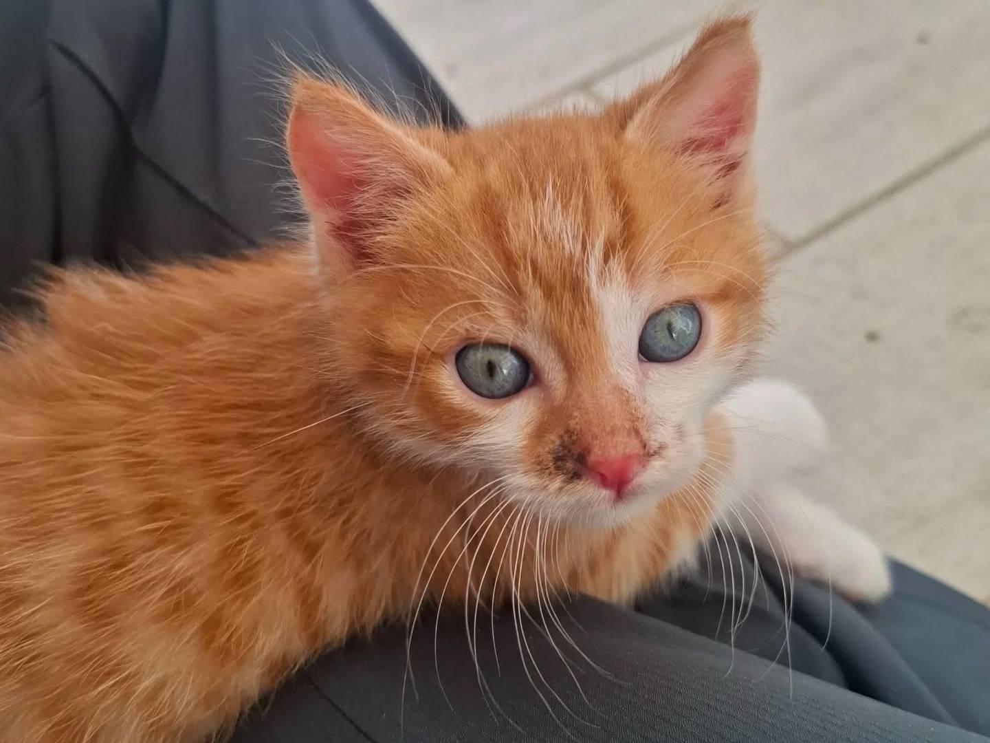 Adotta il gatto RED a Latina