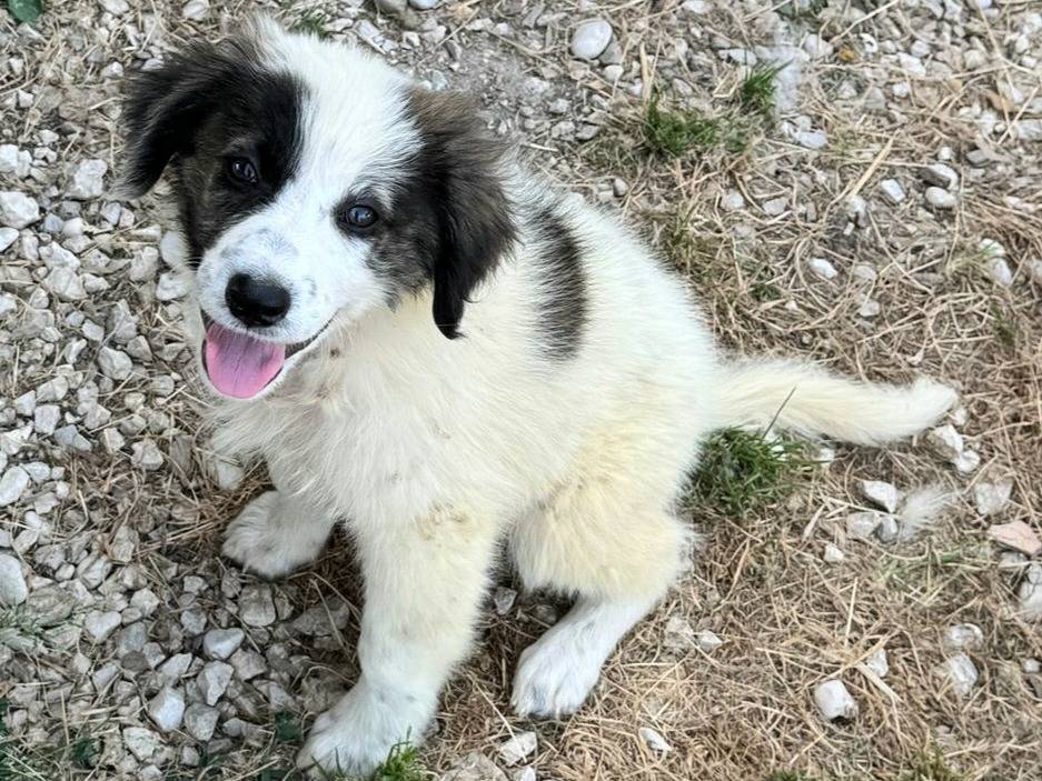 Adotta un cane, taglia media, femmina, Teramo