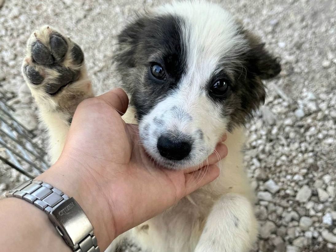 Vuoi adottare un cane a Teramo?