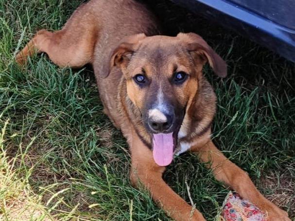 Adotta un cane, maschio, 4 mesi, Milano