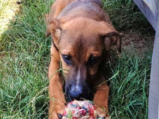 Adotta un cane, taglia media, maschio, Milano